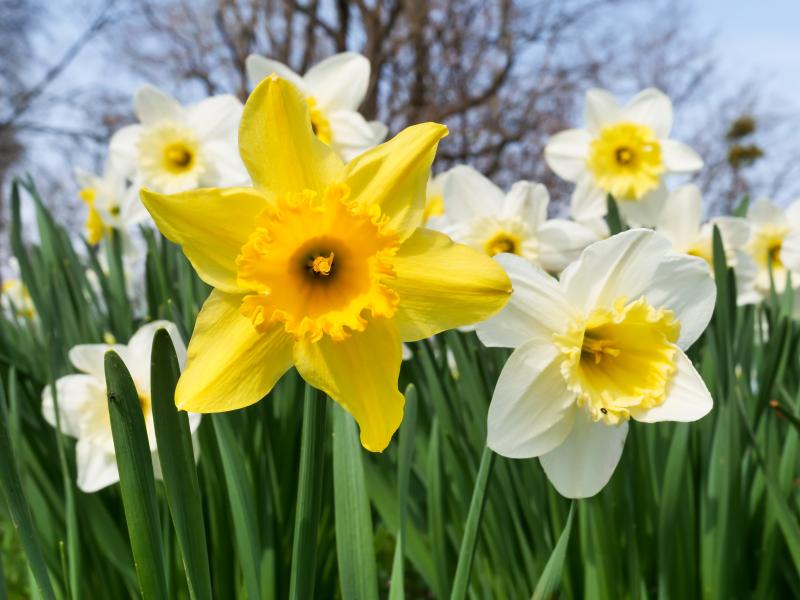 The national flower of Wales is the daffodil, and it comes in a wide variety of forms and colors. PHOTO BY BRIGITA/ADOBE STOCK